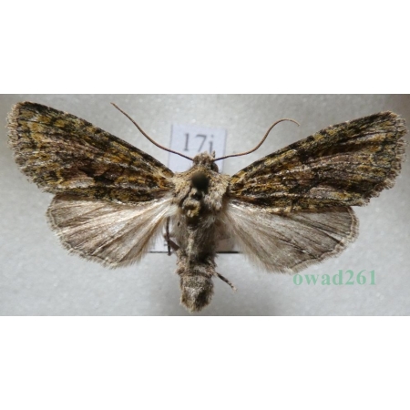 Dryobotodes eremita (Fabricius, 1775) Czech17j